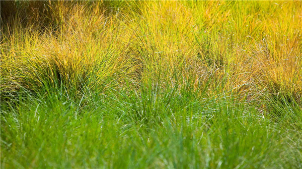 加州帕洛阿爾托“Vi生活”養老社區