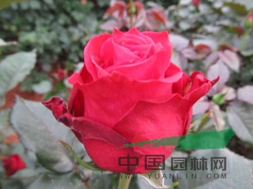 云南8個月季新品種通過初審