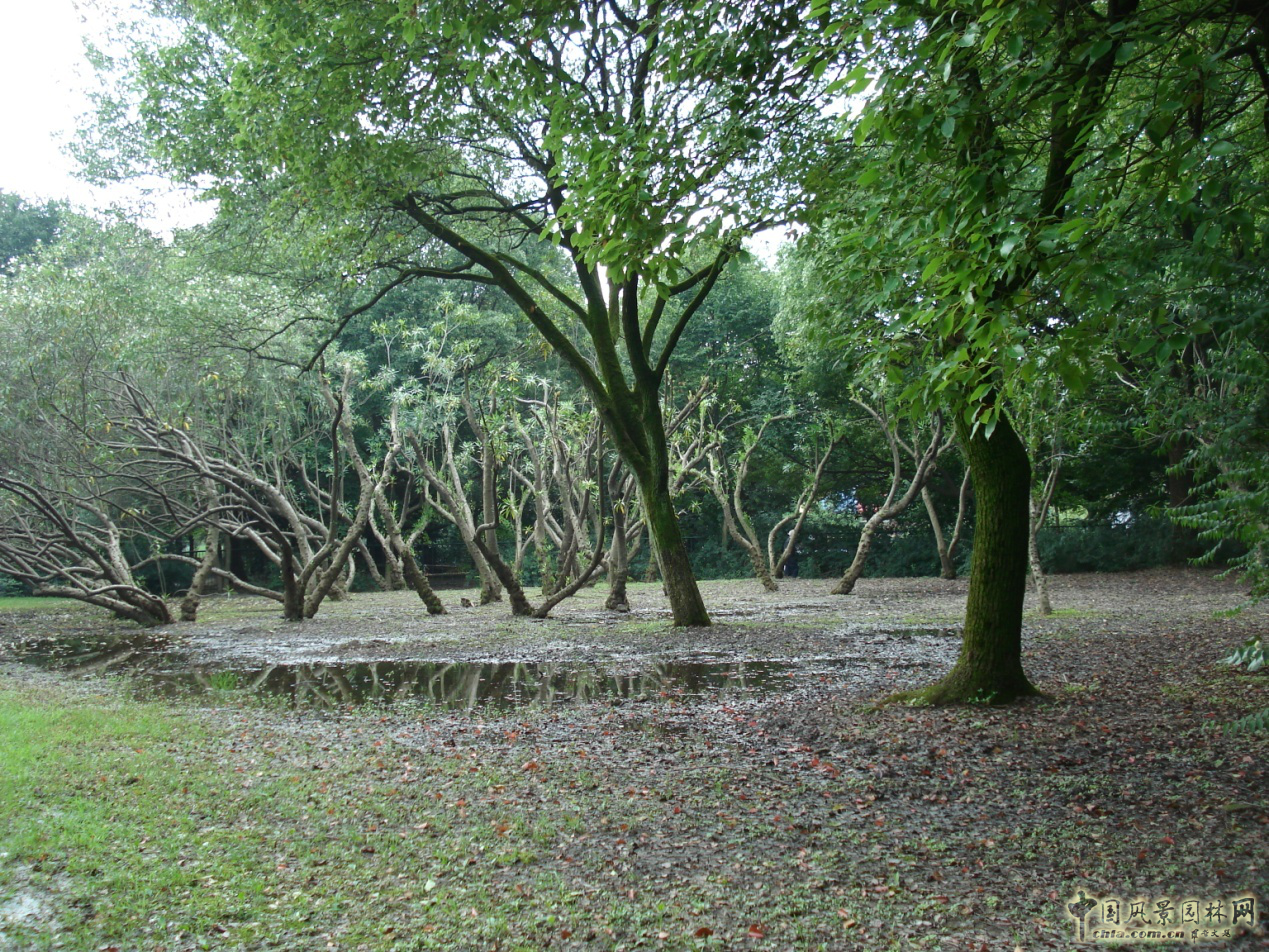 南京林業(yè)大學(xué)風景園林學(xué)院社會實踐活動(二)