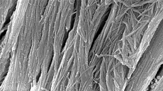 超硬“人造骨”可作建筑材料:可替代鋼筋水泥減少碳排放