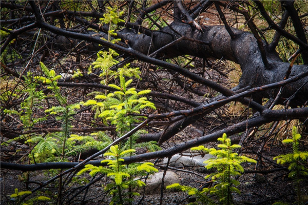 第17屆國際花園節亮相魁北克