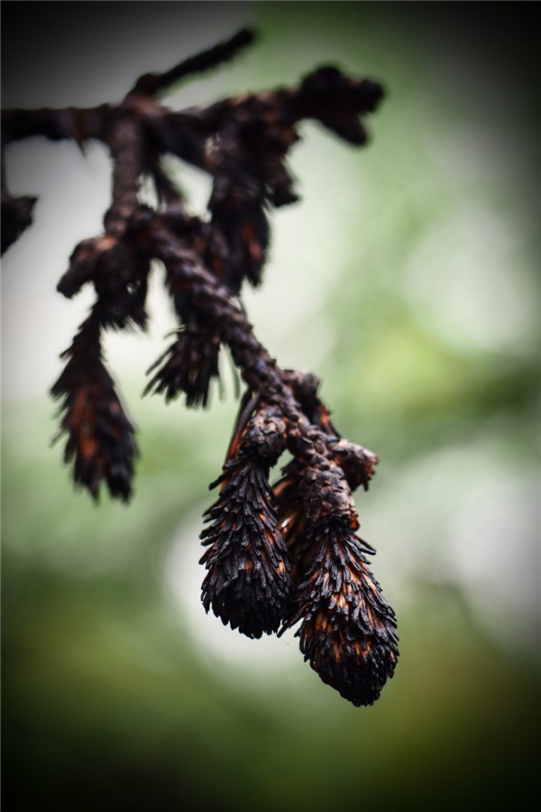 第17屆國際花園節亮相魁北克