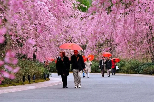 貝聿銘:日本滋賀縣秀美美術館景觀