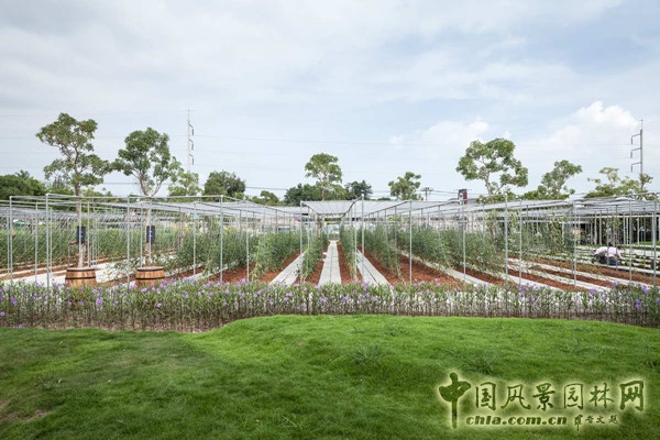 泰國Coro項目一期工程賞析