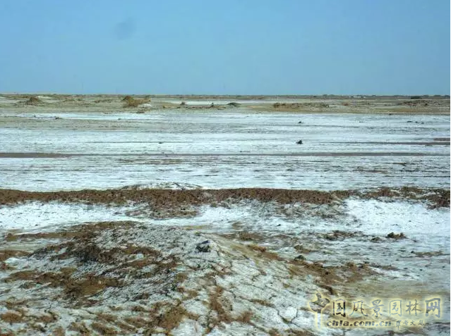 中共中央政治局委員、中央統戰部部長孫春蘭蒙草調研