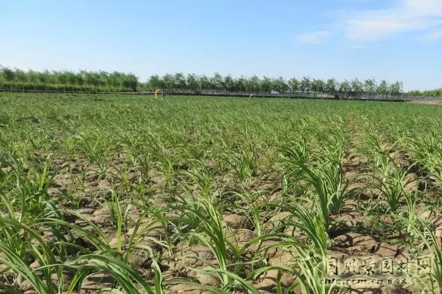 中共中央政治局委員、中央統戰部部長孫春蘭蒙草調研