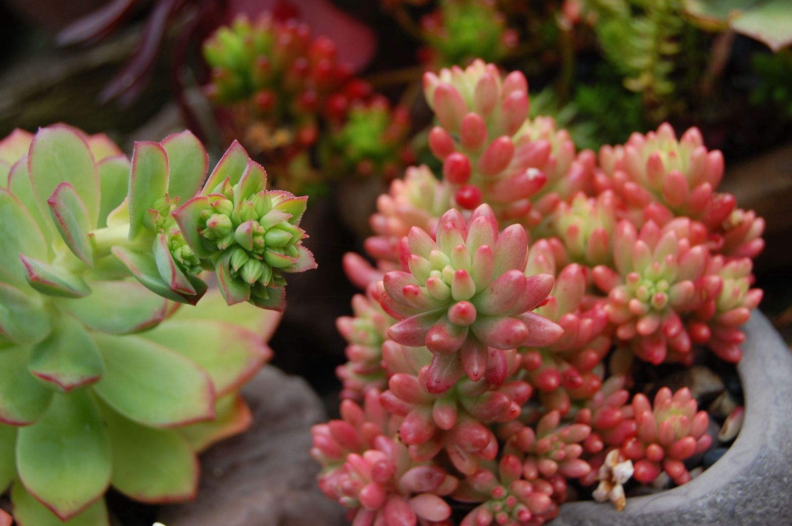 云南育成四個多肉植物新品種