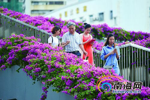 海口“最美天橋”開滿三角梅花
