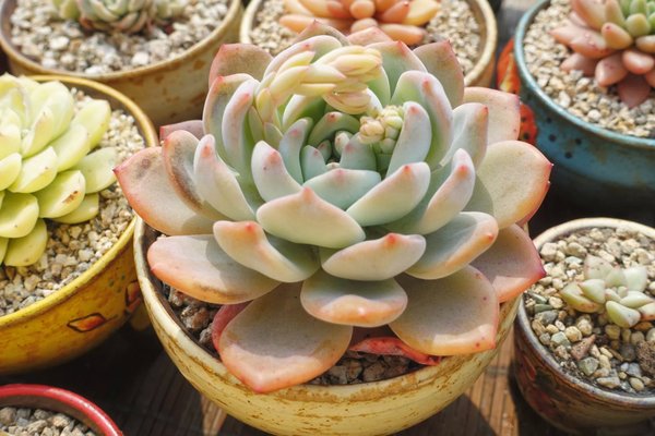 多肉植物在夏天竟然也會長老年斑