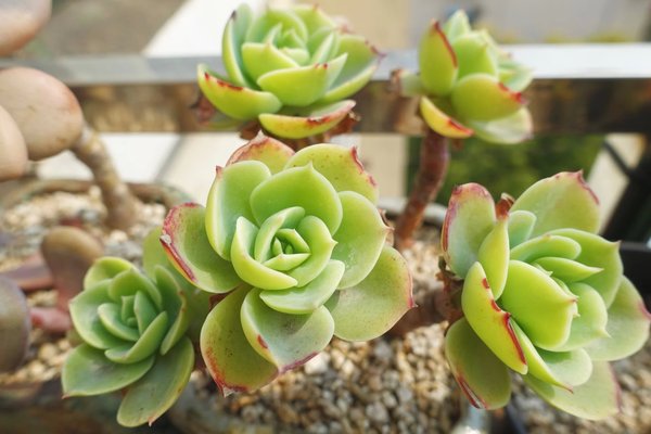 多肉植物在夏天竟然也會長老年斑