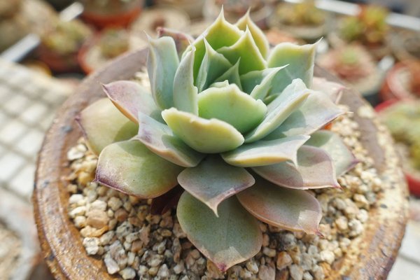 多肉植物在夏天竟然也會長老年斑