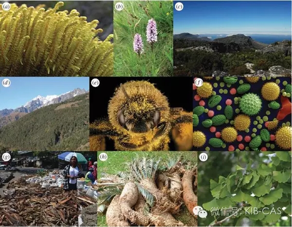 國際生命條形碼植物工作組就植物DNA條形碼研究形成新共識