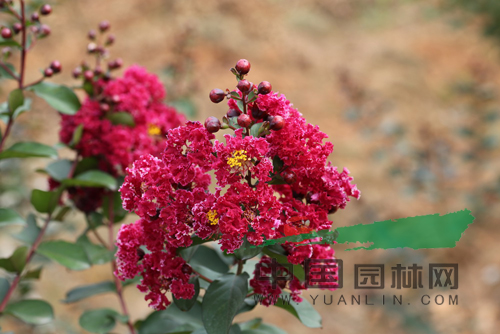 湖南林科院育成五個紫薇新品種