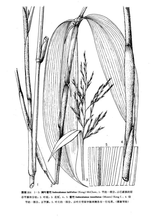 26種竹類植物整理(上)