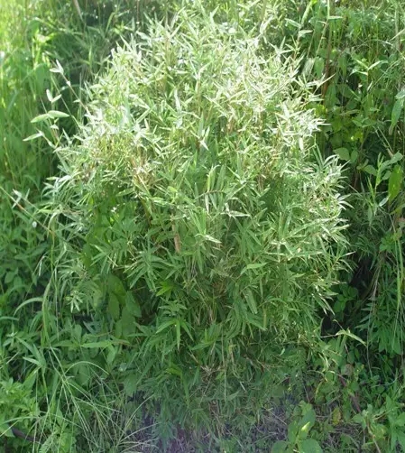 26種竹類植物整理(上)