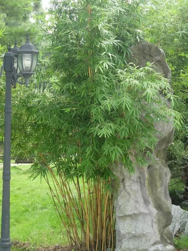 26種竹類植物整理(上)