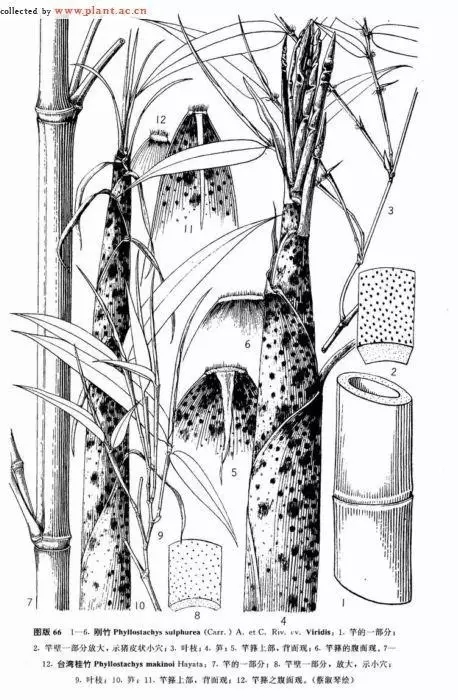 26種竹類植物整理(上)