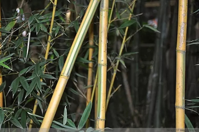 26種竹類植物整理(上)