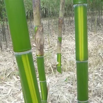 26種竹類植物整理(上)