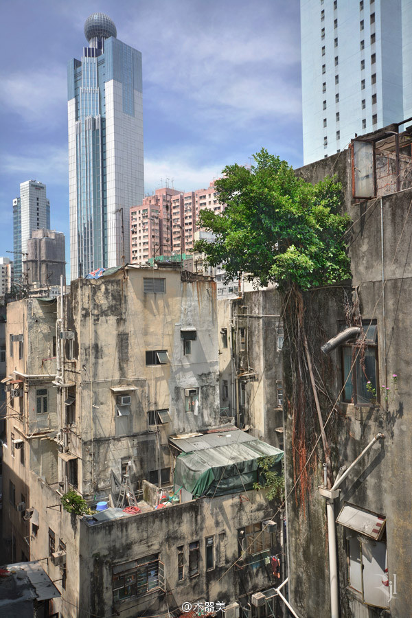 生命的韌性——古舊建筑上頑強生長的樹木