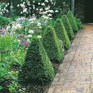 時(shí)尚圖案與植物設(shè)計(jì)碰撞出的火花