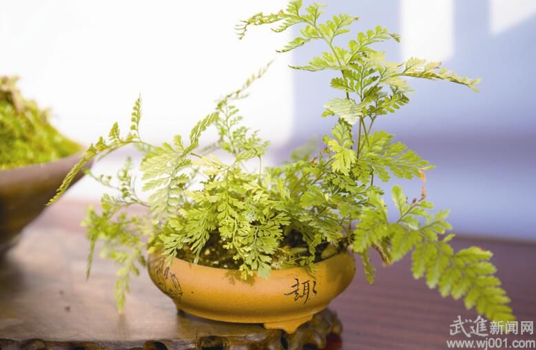 酷暑季節(jié)的盆景養(yǎng)護(hù)