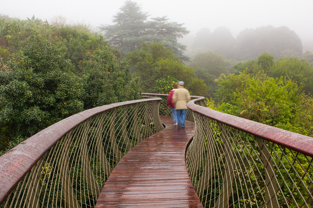 “魔法森林”上“夢幻浮橋”----康斯坦博西植物園樹冠走廊