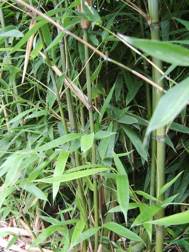 26種竹類植物整理(下)