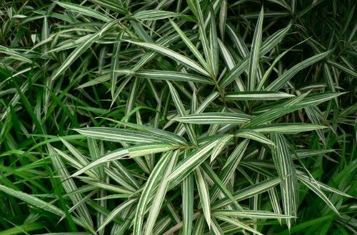 26種竹類植物整理(下)