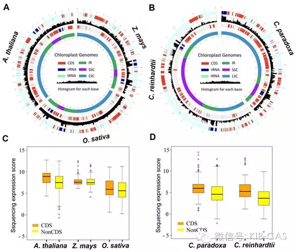 高立志研究組發現植物葉綠體基因組可以全部轉錄的新機制