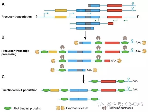 高立志研究組發現植物葉綠體基因組可以全部轉錄的新機制