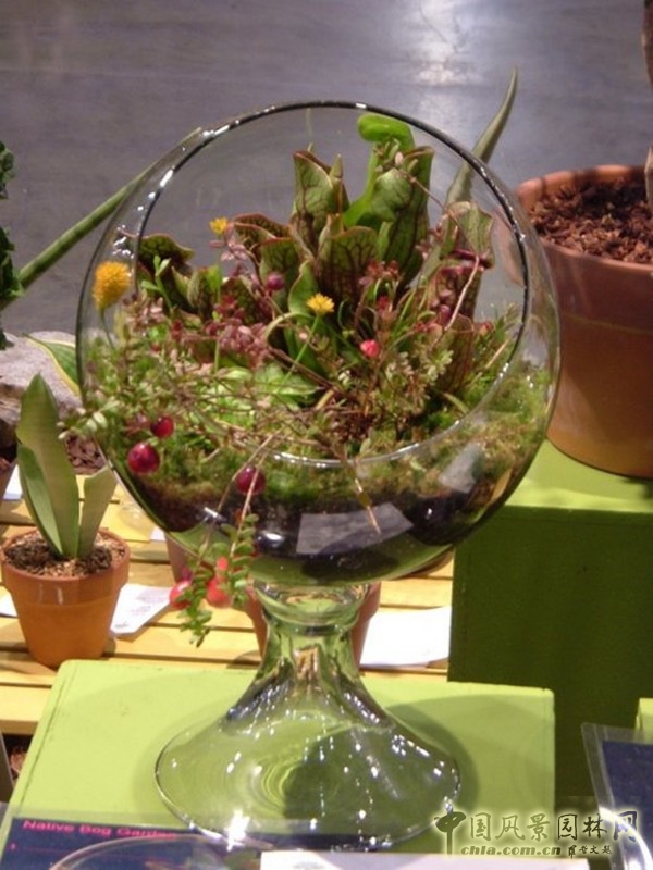 走近美國費城花展