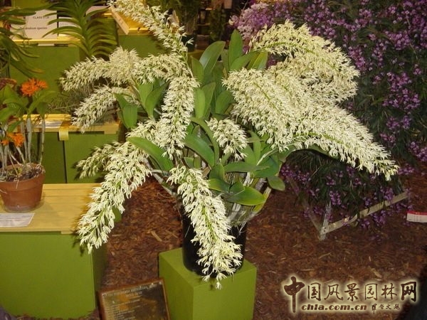 走近美國費城花展