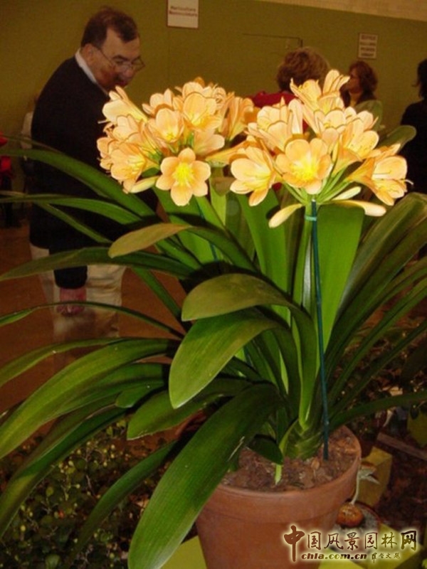 走近美國費城花展