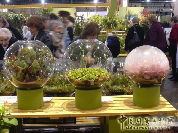 走近美國費城花展