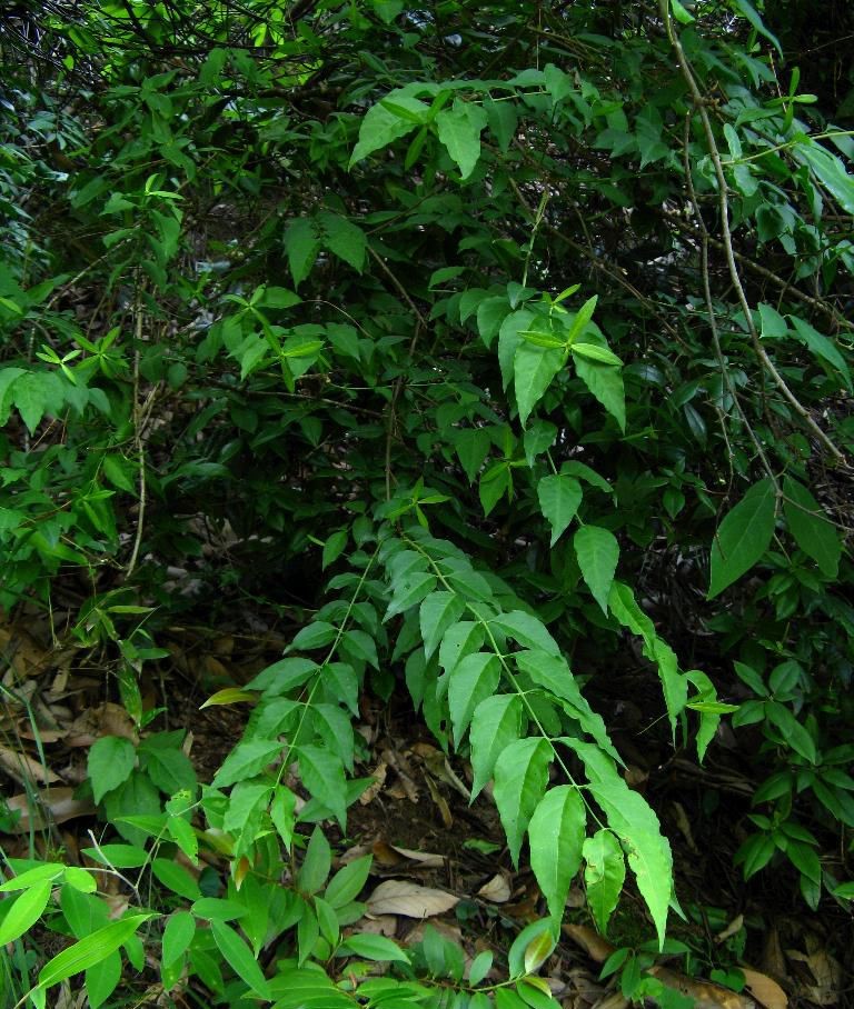 【盤點】那些形狀奇特的喬木