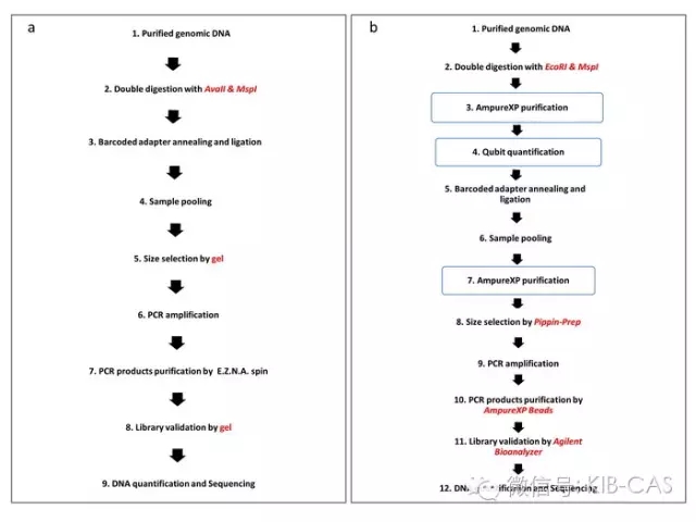 郭振華研究組在簡化基因組測序方法研究中取得新進展