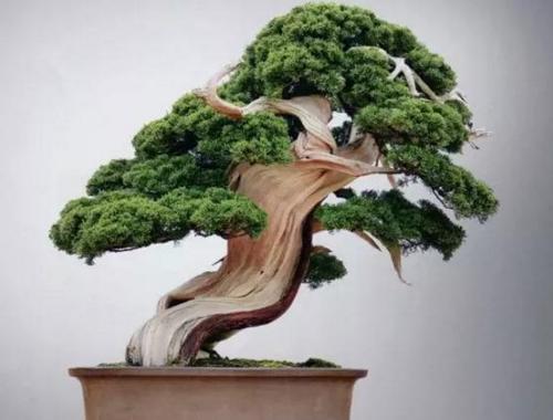 盆景七大類,你都知道嗎?