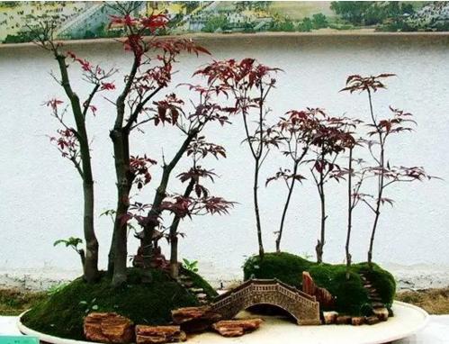 盆景七大類,你都知道嗎?