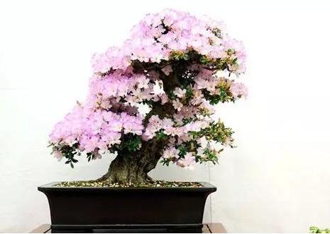 盆景七大類，你都知道嗎？