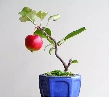 盆景七大類，你都知道嗎？