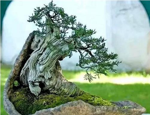 盆景七大類，你都知道嗎？