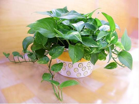 可除室內(nèi)甲醛的八種植物