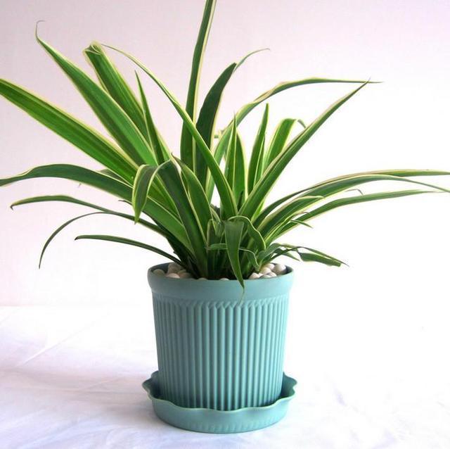 可除室內(nèi)甲醛的八種植物