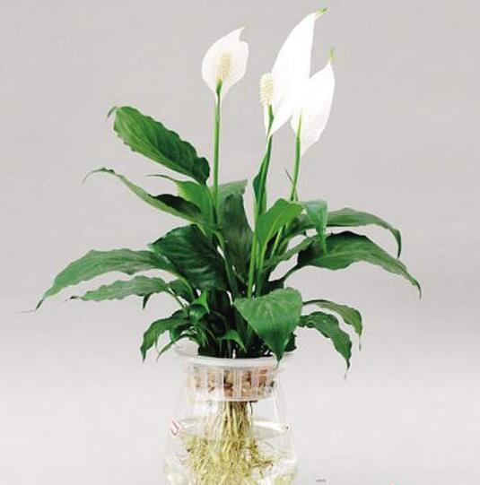 可除室內(nèi)甲醛的八種植物