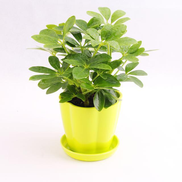 可除室內甲醛的八種植物