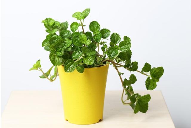 可除室內甲醛的八種植物