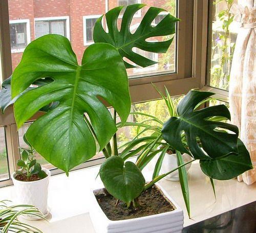 可除室內甲醛的八種植物