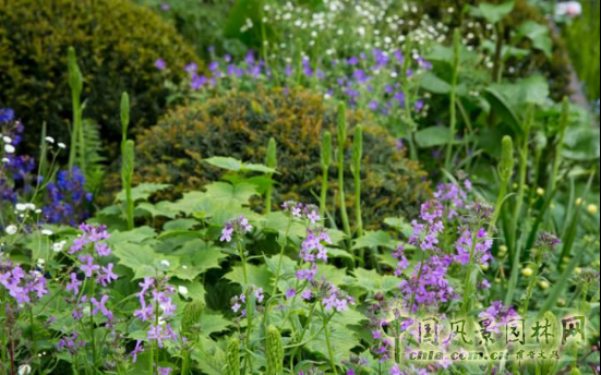 2016 Chelsea Flower Show 切爾西花展獲獎作品——金獎