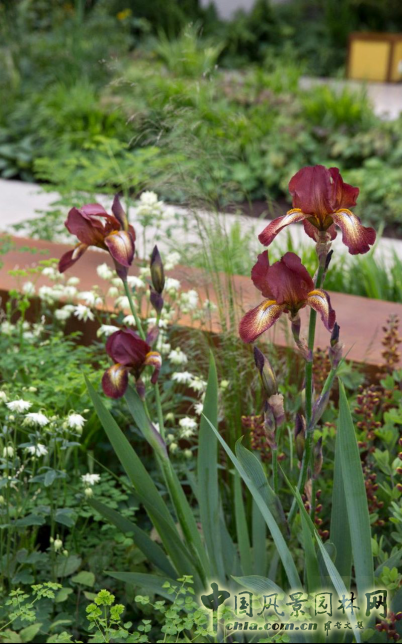 2016 Chelsea Flower Show 切爾西花展獲獎作品——金獎